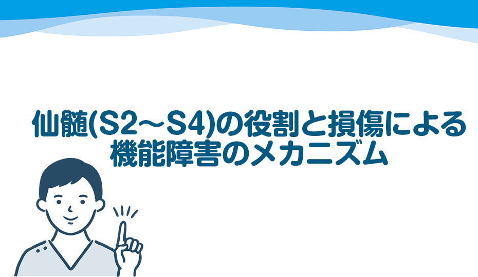 仙髄(S2〜S4)の役割と損傷による機能障害のメカニズム